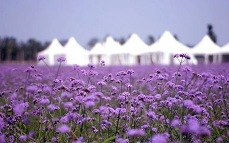 就有不少看薰衣草的好地方。盘点国内9个最