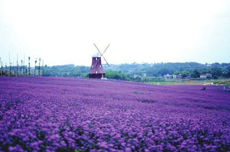 就有不少看薰衣草的好地方。盘点国内9个最浪漫的庄。开元棋牌app看薰衣草何必舍近求远非去普罗旺斯国内(图5)