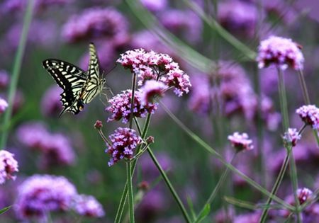 就有不少看薰衣草的好地方。盘点国内9个最浪漫的庄。开元棋牌app看薰衣草何必舍近求远非去普罗旺斯国内(图8)